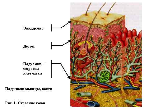 stroenie-koghi.jpg