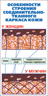 Особенности строения соединительно-тканного каркаса