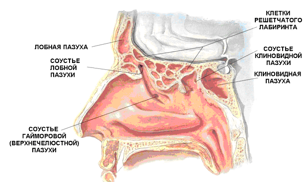 Пазухи носа